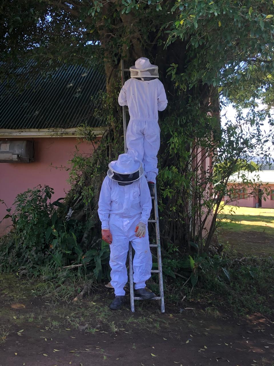Yabusa Pest Control team performing bee removal in KZN